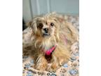 Adopt Angel a Pekingese / Mixed dog in Freeport, NY (41195451)
