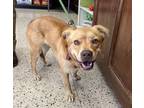 Adopt Adrian a Red/Golden/Orange/Chestnut Golden Retriever / Labrador Retriever