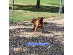 Adopt Charlie Brown a Red/Golden/Orange/Chestnut Miniature Pinscher / Mixed dog