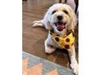 Adopt Sophie a White Poodle (Miniature) / Mixed dog in Albuquerque