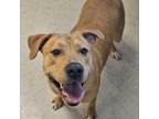 Adopt Nana a Red/Golden/Orange/Chestnut Labrador Retriever / Mixed Breed