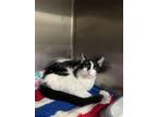 Adopt Senora Bigotes a All Black Domestic Shorthair / Mixed Breed (Medium) /