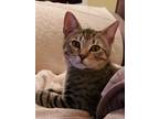 Adopt Oscar a Brown Tabby Domestic Shorthair (short coat) cat in Jacksonville