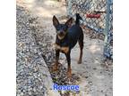 Adopt Roscoe a Tricolor (Tan/Brown & Black & White) Miniature Pinscher / Mixed