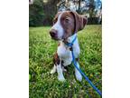 Adopt Oliver a Brown/Chocolate - with White Labrador Retriever / Pit Bull