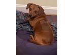 Adopt Manny a Red/Golden/Orange/Chestnut Dachshund / Mixed dog in Whitewater