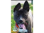 Adopt Mars a Brindle Mixed Breed (Small) / Boxer / Mixed (short coat) dog in