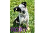 Adopt Rory a Australian Cattle Dog / Mixed dog in Modesto, CA (41209324)
