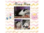 Adopt Meow Mow a Black & White or Tuxedo Domestic Shorthair (short coat) cat in