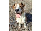 Adopt Bowser a Brindle Plott Hound / Golden Retriever / Mixed (short coat) dog