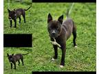 Adopt Ozark a Brown/Chocolate American Pit Bull Terrier / Mixed Breed (Medium) /