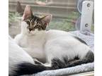 Adopt Sawyer (Bro of Finn) a Gray, Blue or Silver Tabby Turkish Van (short coat)