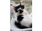 Adopt Finn (bro of Sawyer) a Black & White or Tuxedo Turkish Van (short coat)