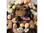 Adopt Susie Q a Brindle Pit Bull Terrier / Mixed dog in DuQuoin, IL (40680270)