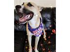 Adopt Gwen a Tan/Yellow/Fawn Shepherd (Unknown Type) / Great Dane / Mixed dog in