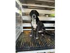 Adopt Georgie a Black Australian Cattle Dog / Mixed Breed (Medium) / Mixed