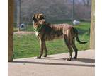 Adopt Dani a Brown/Chocolate Mixed Breed (Small) / Mixed Breed (Medium) / Mixed