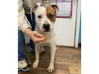 Adopt Apollo a White Mixed Breed (Small) / Mixed Breed (Medium) / Mixed (short