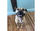 Adopt Autumn a Tan/Yellow/Fawn - with Black Staffordshire Bull Terrier / Pit