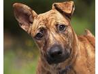 Adopt Kiara a Dutch Shepherd / Mixed dog in Oceanside, CA (40952802)