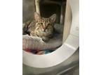 Adopt Karen a Brown Tabby Domestic Shorthair / Mixed Breed (Medium) / Mixed
