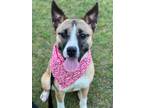 Adopt Phillis/Phyllis a German Shepherd Dog / Mixed dog in Darlington