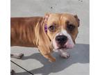 Adopt Cypress a Tan/Yellow/Fawn Pit Bull Terrier / Mixed dog in Knoxville