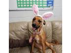 Adopt Blossom a Tan/Yellow/Fawn Labrador Retriever / German Shepherd Dog / Mixed