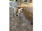 Adopt Richie a Brown/Chocolate Australian Cattle Dog / Mixed Breed (Medium) /