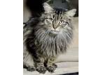 Adopt Patience a Gray, Blue or Silver Tabby Norwegian Forest Cat (long coat) cat