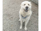 Adopt Cooper a White Great Pyrenees / Mixed Breed (Medium) / Mixed (short coat)