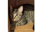 Adopt Chester a Brown Tabby Tabby (short coat) cat in Winter Haven