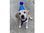 Adopt Duckberg a Tricolor (Tan/Brown & Black & White) Beagle / Mixed dog in Los