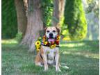 Adopt Hattie a Tan/Yellow/Fawn Mastiff / Mixed dog in Unionville, PA (39861901)