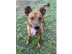 Adopt Copper a Tan/Yellow/Fawn Terrier (Unknown Type, Medium) / Mixed dog in
