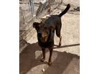 Adopt Lalo a Black Shepherd (Unknown Type) / Mixed Breed (Medium) / Mixed (short
