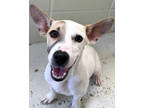 Adopt Carolina a White Terrier (Unknown Type, Medium) / Miniature Dachshund /