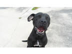 Adopt Brimm (Underdog) a Black Boxer / Mixed Breed (Medium) / Mixed (short coat)