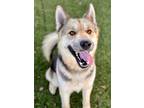 Adopt Fitzgerald a Black German Shepherd Dog / Mixed Breed (Medium) / Mixed