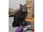 Adopt Big Gulp-Cat Adoption Center a Brown Tabby Domestic Shorthair (short coat)