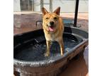 Adopt Yogi a Shar Pei / Mixed dog in San Luis Obispo, CA (40002508)