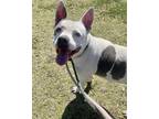 Adopt INDIGO a White - with Black Bull Terrier / Australian Cattle Dog / Mixed