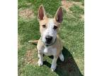 Adopt Bruce a Bull Terrier / Mixed dog in Little Elm, TX (41182195)