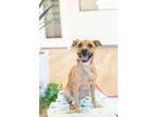 Adopt Minnie a Tan/Yellow/Fawn - with White Black Mouth Cur / Mixed dog in