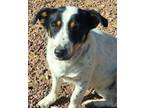 Adopt Sonia's Luna a White - with Black Jack Russell Terrier dog in Los Lunas