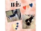 Adopt Iris a Tricolor (Tan/Brown & Black & White) Coonhound (Unknown Type) /