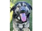 Adopt Mars a Black Anatolian Shepherd / Mixed Breed (Medium) / Mixed (short