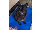 Adopt Scotty a Black Scottie, Scottish Terrier dog in Gretna, FL (41206385)