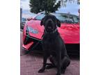 Adopt Champ a Black Presa Canario / Pit Bull Terrier dog in West Palm Beach