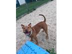 Adopt Winnie a Shepherd (Unknown Type) / American Pit Bull Terrier / Mixed dog
